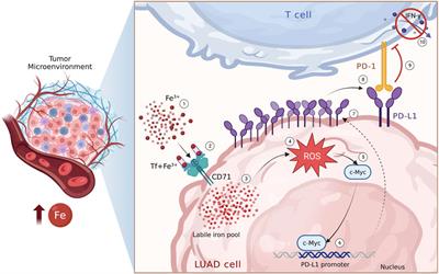 Iron-mediated oxidative stress induces PD-L1 expression via activation of c-Myc in lung adenocarcinoma